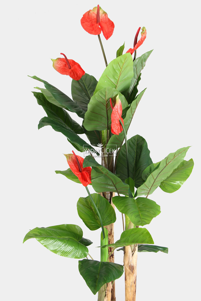 Antrasit Ahşap Saksıda Yapay Antoryum Çiçeği 210 cm