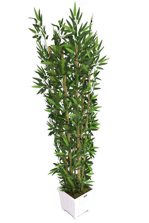 Yapay Bambu Ağacı 6 Gövde 180 Cm Beyaz Ahşap Saksıda Model12
