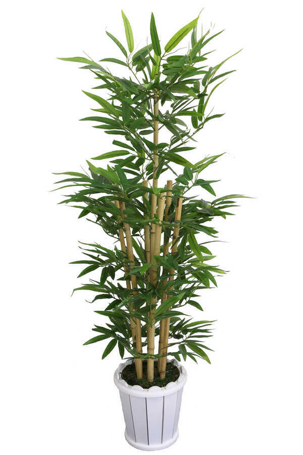 Yapay Bambu Ağacı 7 Gövdeli 160 cm Model 25