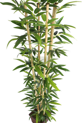 Yapay Bambu Ağacı Tekli Premium Yapraklı 170cm 6 Gövdeli - Thumbnail