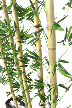 Kalın Bambu Dekoru Seperatör (20x100x230 cm) - Thumbnail