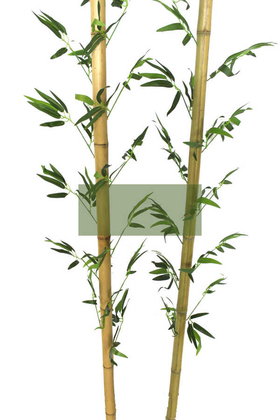 230 cm Yapay 17 Dal Yapraklı Doğal Bambu 40-45 mm Kalın Tip2 - Thumbnail