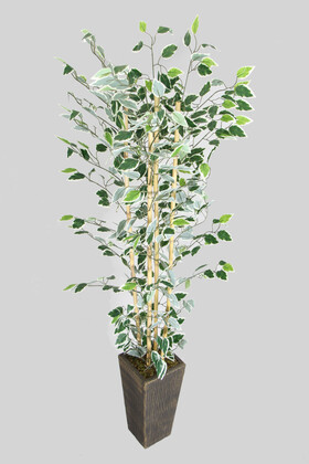 Yapay Çiçek Deposu - Yapay Benjamin Ağacı 155 cm 4lü Bambu Gövdeli Yeşil-Beyaz (Ahşap Siyah Gold-Saksı)