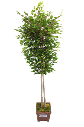 Yapay Çiçek Deposu - Yapay Ağaç 2 Gövdeli Benjamin Ağacı 190cm