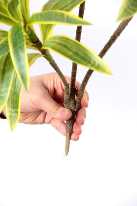 Yapay Bitki 3lü Dracaena Reflexa Dalı 75 cm Yeşil-Sarı - 2