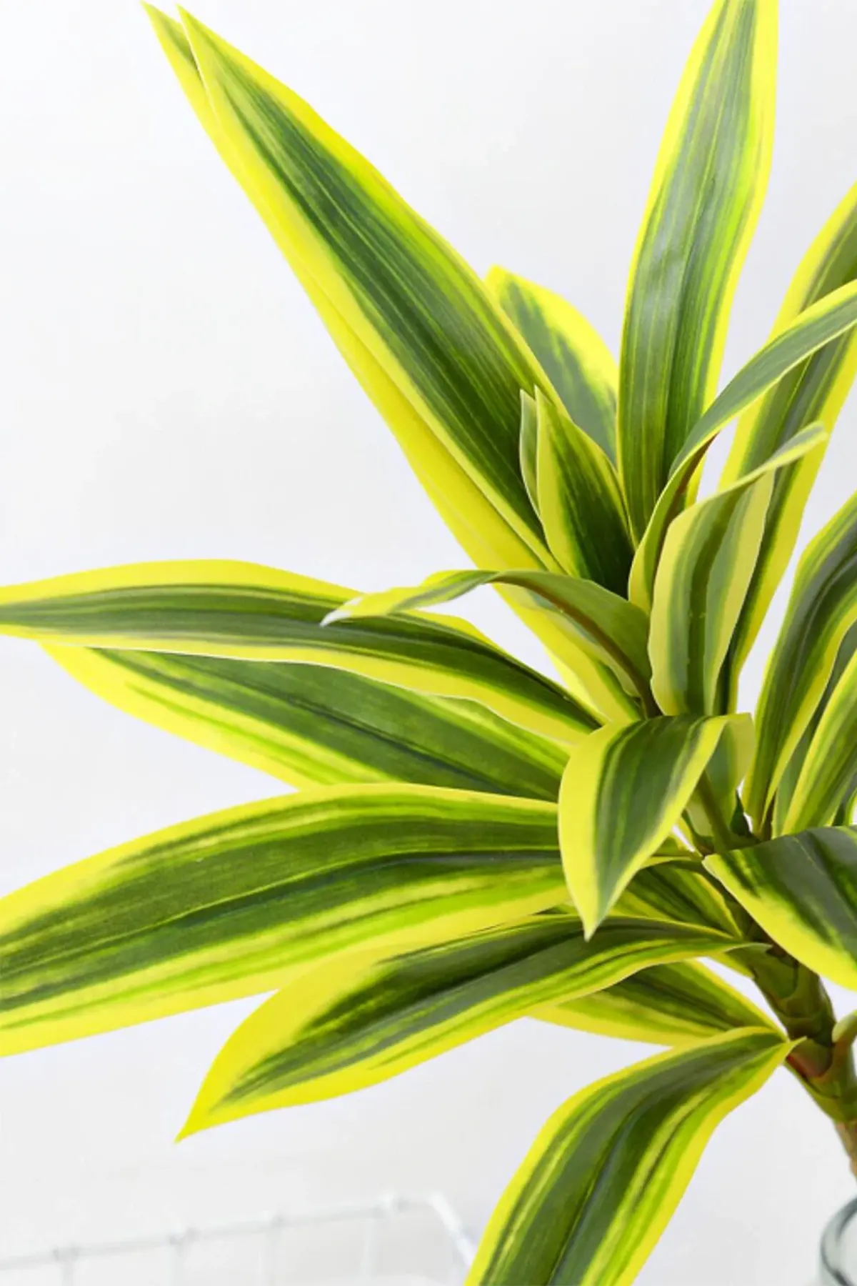 Yapay Bitki 2li Dracaena Reflexa Dalı 95 cm Yeşil-Sarı - 4