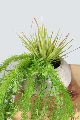 Mini Kabak Saksıda Succulentli Sarkan 50 cm Püskül Model - Thumbnail