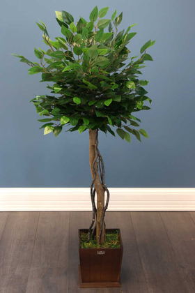 Yapay Çiçek Deposu - Yapay Bodur Benjamin Ağacı 130 cm (Ficus Benjamina)