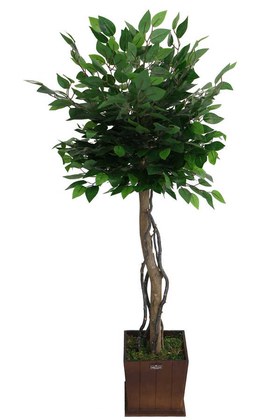 Yapay Bodur Benjamin Ağacı 130 cm (Ficus Benjamina) - Thumbnail