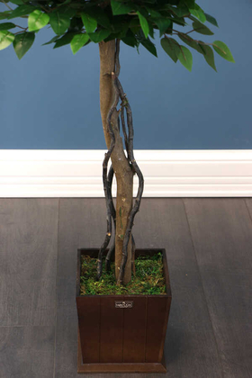 Yapay Bodur Benjamin Ağacı 130 cm (Ficus Benjamina) - Thumbnail