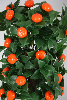 Beton Saksıda Yapay Misket Mandalina Ağacı 40 cm - 3