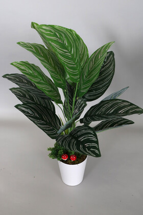 Dekoratif Beyaz Mika Saksıda Calathea Majestica Bitki Tanzimi 70 cm - Thumbnail