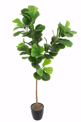 Yapay Ağac Ficus Lyrata 180 cm - 1