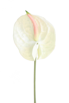 Yapay Çiçek Deposu - Yapay Islak Koca Kafa Lüx Antoryum Çiçeği 80 cm Beyaz-Somon