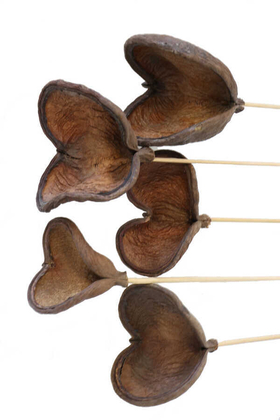 5li Tropic Bitki Badam on Stem 45 cm - Thumbnail