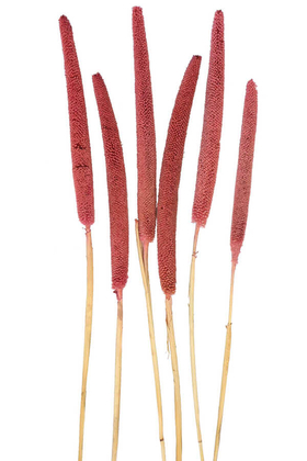 Yapay Çiçek Deposu - 6 Adet Doğal Kadife Dokulu Babala Kuru Bitki Pastel Kırmızı