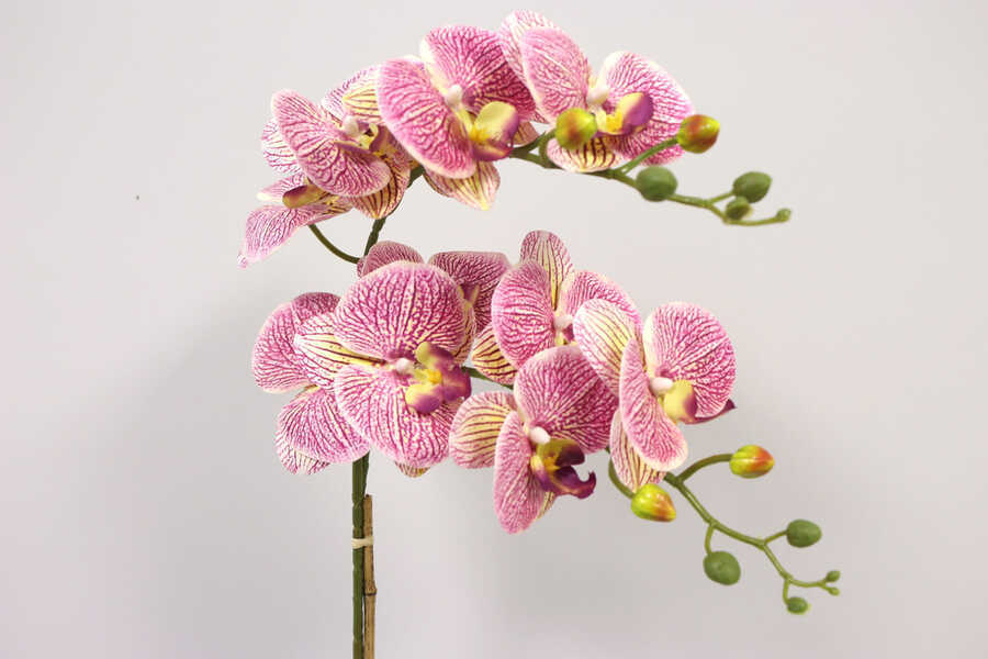 Yapay Çiçek Melamin Saksıda 2li Orkide Tanzim Fuşya Benekli 75 cm