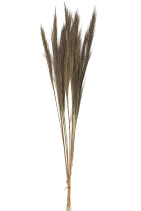 10lu Tropic Broom Grass 80 cm - Thumbnail