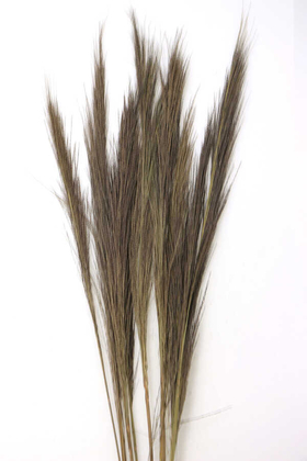 10lu Tropic Broom Grass 80 cm - Thumbnail