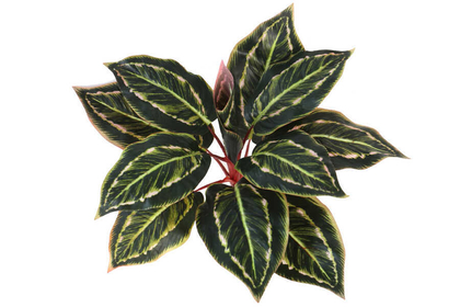 Yapay Fittonia Kraton Bitkisi 40 cm Yeşil-Kızıl - Thumbnail