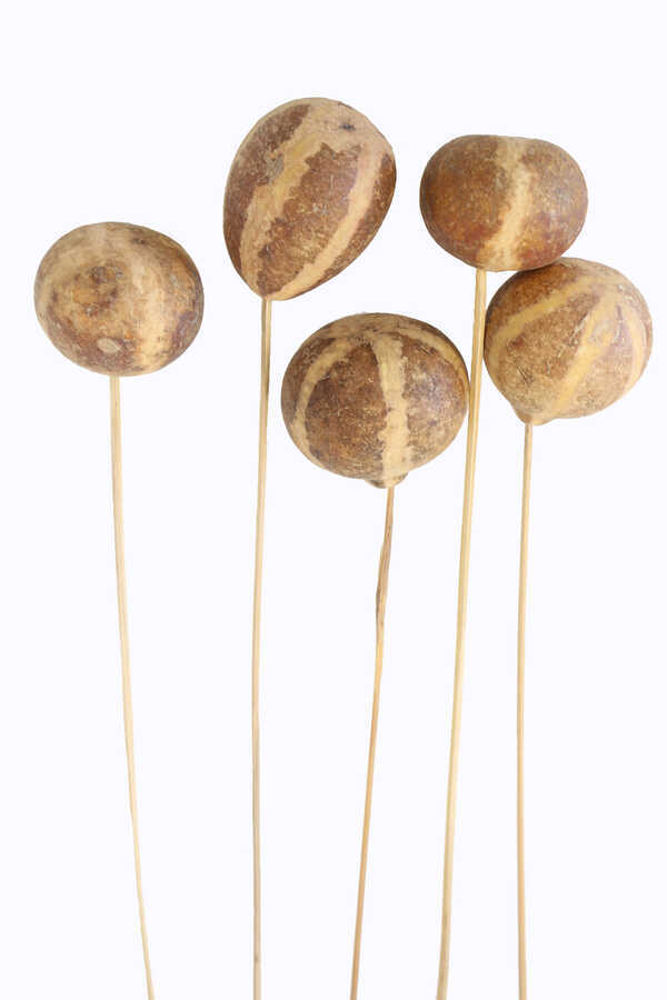 5li Kuru Bel Melenoy On Stem
