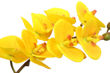 Yapay Dal Islak Exclusive Orkide Çiçeği 68 cm Sarı - Thumbnail