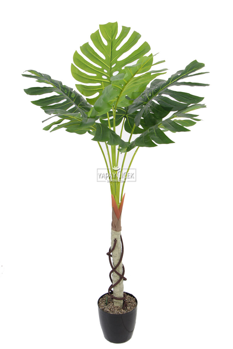 Gövdeli Deve Tabanı Ağacı (monstera Ağacı) 170 Cm