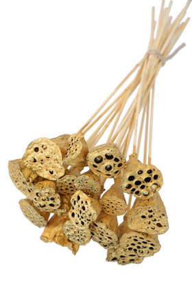 Yapay Çiçek Deposu - 20 Adet Bambu Şiş Saplı Mini Lotus Plant GOLD (Gerçek Lotus)