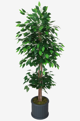 Yapay Çiçek Deposu - Oval Çıtalı Saksıda Yapay Benjamin Ağacı 150 cm Yeşil