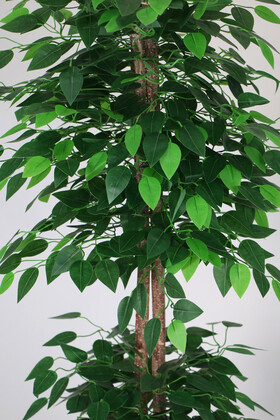 Oval Çıtalı Saksıda Yapay Benjamin Ağacı 150 cm Yeşil - Thumbnail