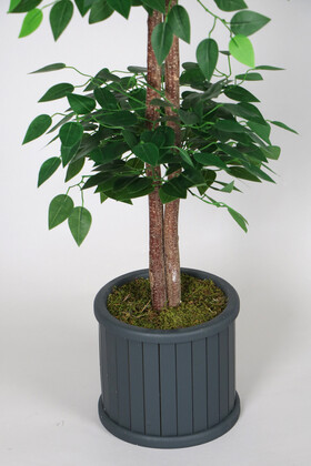 Oval Çıtalı Saksıda Yapay Benjamin Ağacı 150 cm Yeşil - Thumbnail