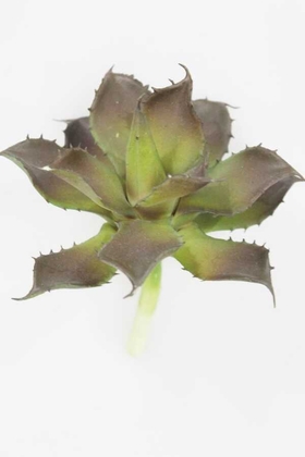 Yapay Çiçek Deposu - Yapay Çiçek Islak Büyük Succulent Echeveria Setosa Siyah - Yeşil