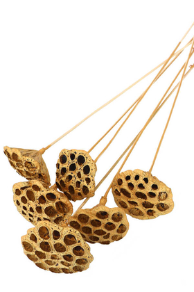 Yapay Çiçek Deposu - Succulent Lotus Plant Gerçek Lotus Çiçeği Bambu Saplı 6 Adet Gold Altın Renk