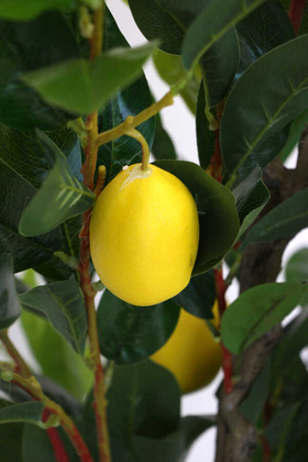Yapay Lüx Limon Ağacı 180 cm - 6