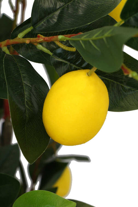 Yapay Lüx Limon Ağacı 180 cm - 7