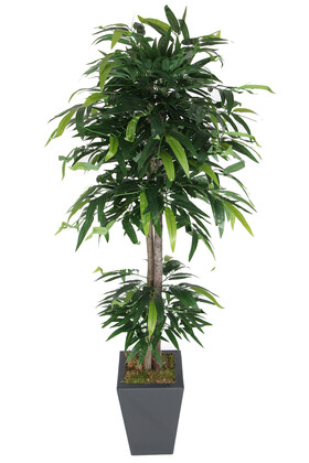 Yapay Çiçek Deposu - Ahşap Saksıda Yapay Mango Ağacı 180 cm