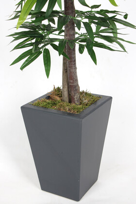 Ahşap Saksıda Yapay Mango Ağacı 180 cm - 3