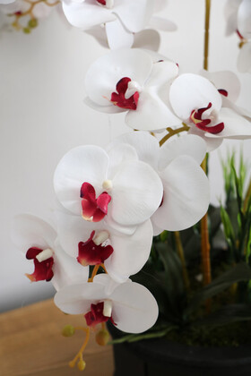 Dekoratif Ahşap Saksıda 7 Dal Orkide Tanzimi Beyaz Bordo - Thumbnail
