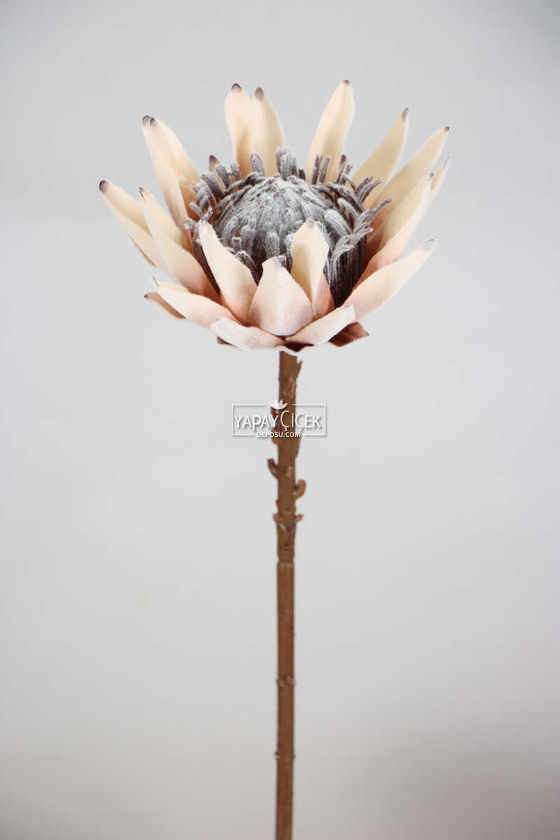 Yapay Protea Bitkisi 52 Cm Krem