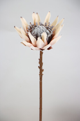 Yapay Çiçek Deposu - Yapay Protea Bitkisi 52 cm Krem