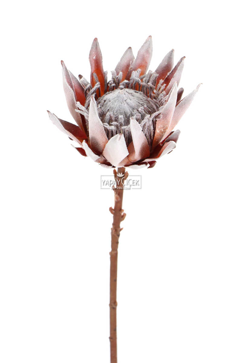 Yapay Protea Bitkisi 52 Cm Gri-turuncu