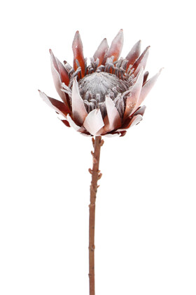 Yapay Çiçek Deposu - Yapay Protea Bitkisi 52 cm Gri-Turuncu