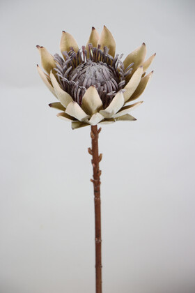 Yapay Çiçek Deposu - Yapay Protea Bitkisi 52 cm Ekru