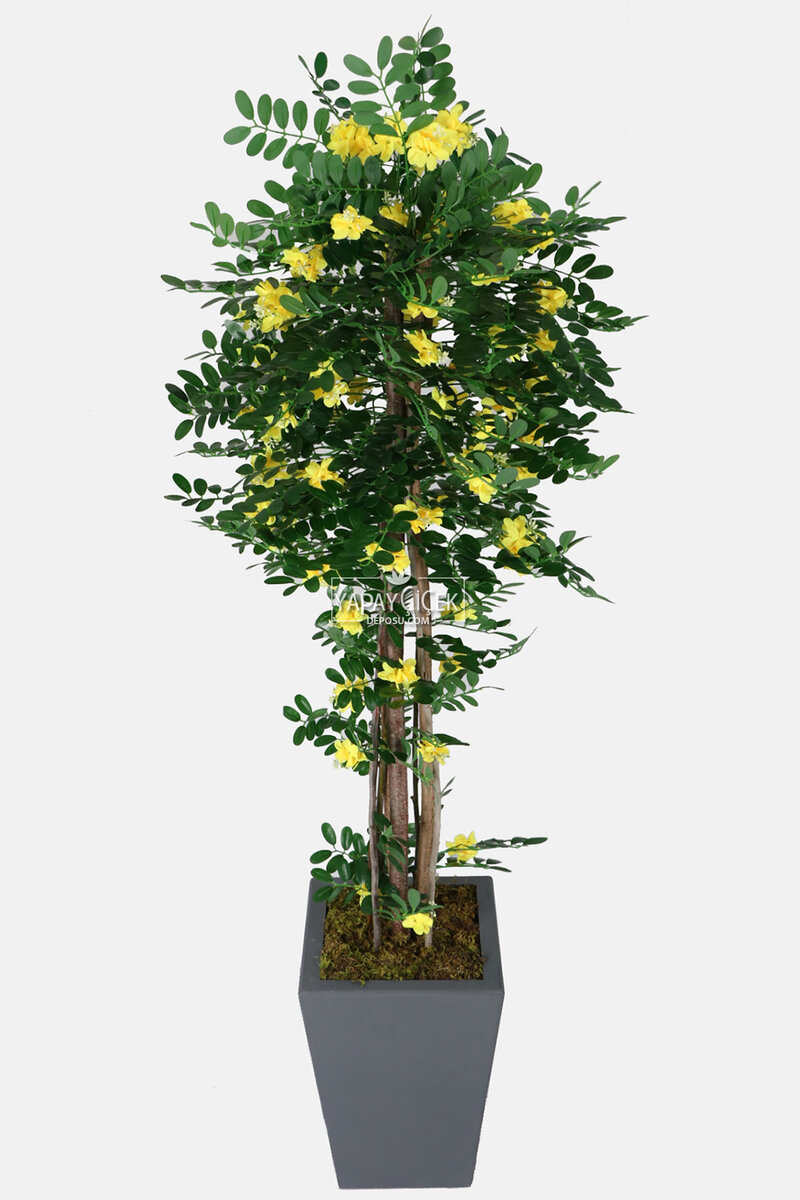 Yapay Sibirya Bezelye Ağacı Caragana Arborescens 180 Cm