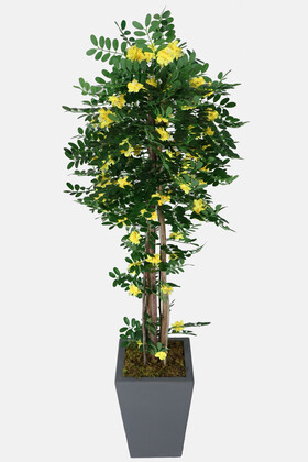 Yapay Çiçek Deposu - Yapay Sibirya Bezelye Ağacı Caragana Arborescens 180 cm