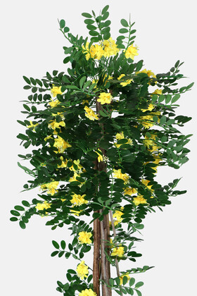 Yapay Sibirya Bezelye Ağacı Caragana Arborescens 180 cm - Thumbnail