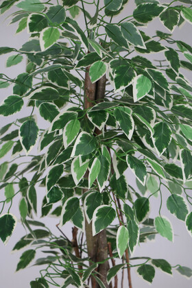 Ahşap Saksıda Yapay Starlight Benjamin Ağacı Yeşil-Beyaz 115 cm - Thumbnail