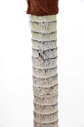 Yapay Tropikal Yucca Ağacı 240 cm - 3
