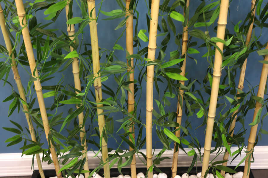 10 Çubuklu Ahşap Saksıda Bambu Seperatör (20x100x135cm)