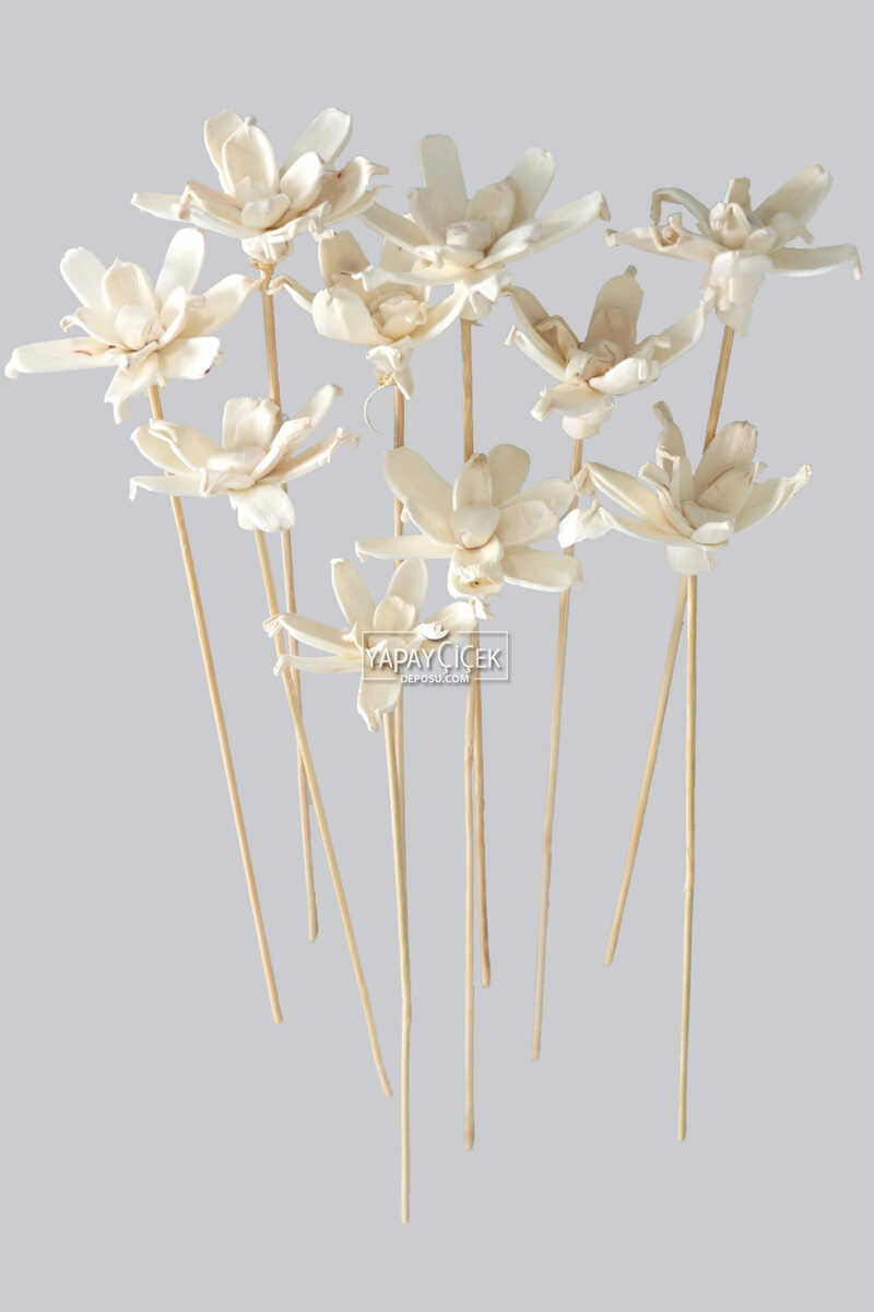 10 Adet Shola Gardenia 25 Cm
